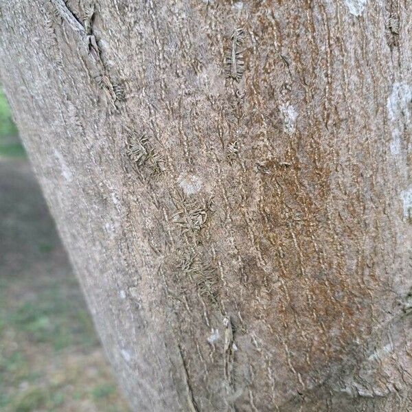 Alangium chinense Bark