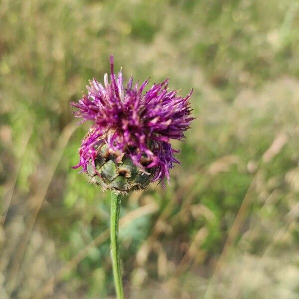 Centaurea scabiosa Frugt