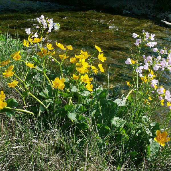 Caltha palustris Характер