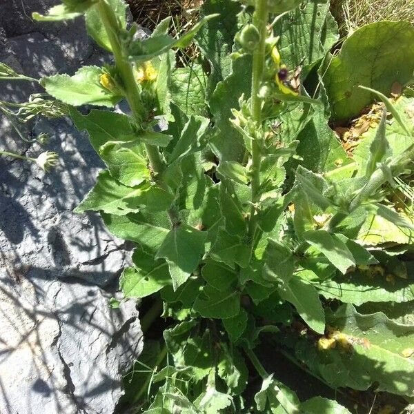 Verbascum boerhavii Leht