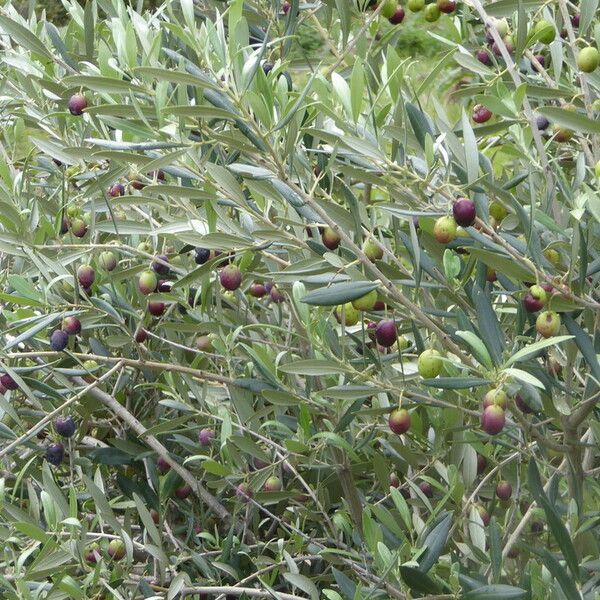 Olea europaea 树皮