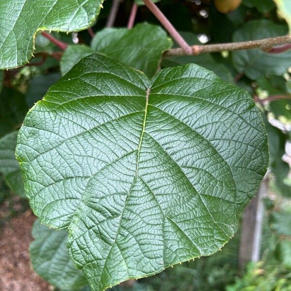 Actinidia chinensis Blad