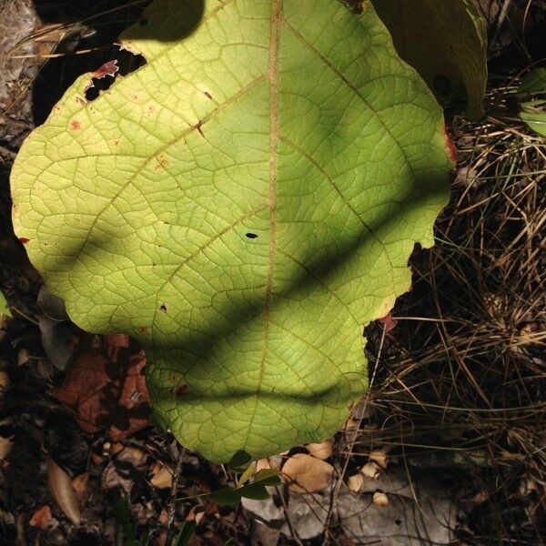 Coccoloba pubescens Anders