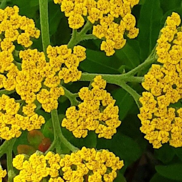 Achillea ageratum Цветок