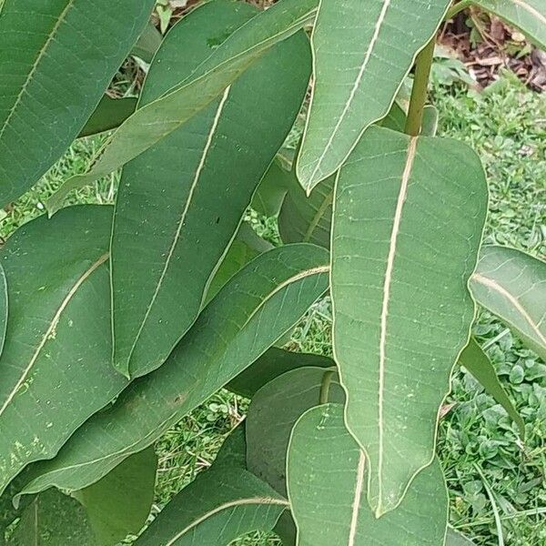 Asclepias syriaca Leaf