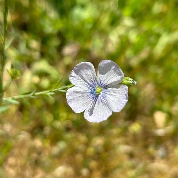 Linum bienne Bloem