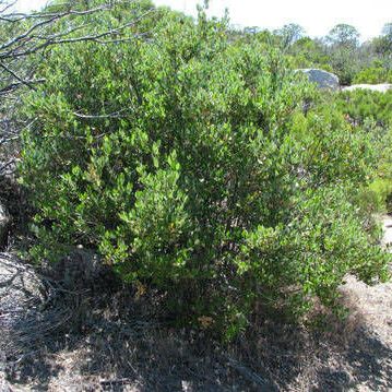 Garrya veatchii Habit