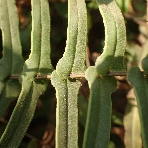 Pteris vittata Blad