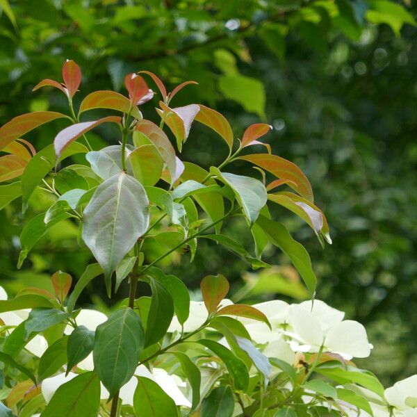 Cornus hongkongensis Foglia