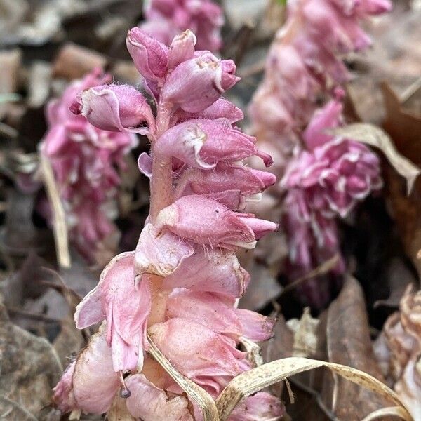 Lathraea squamaria Цвят