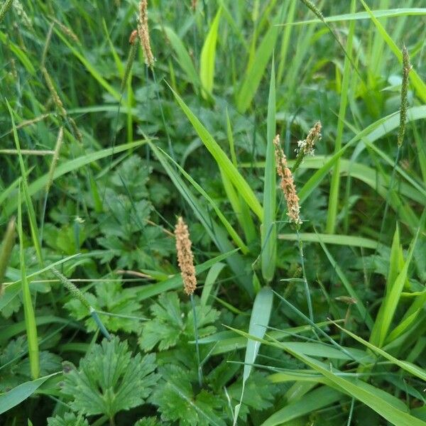 Alopecurus geniculatus Flower