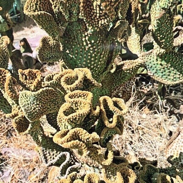 Opuntia microdasys List