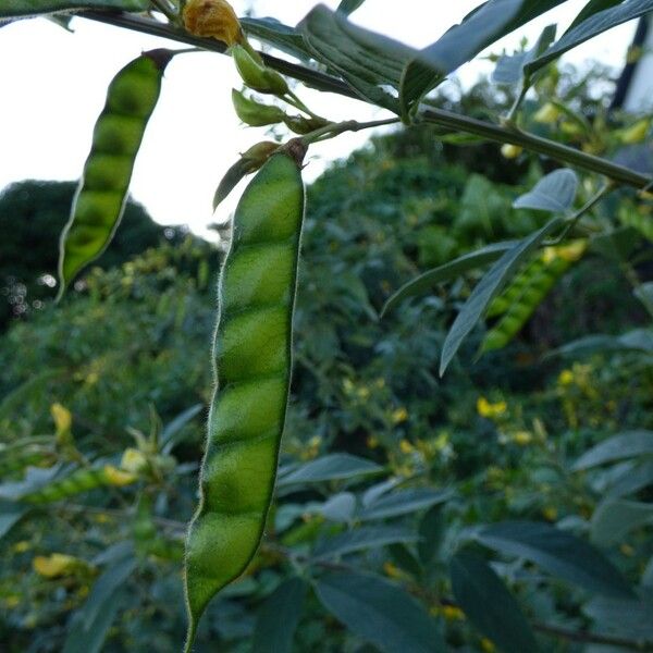 Cajanus cajan Fruit