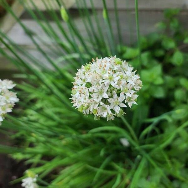 Allium canadense Floro