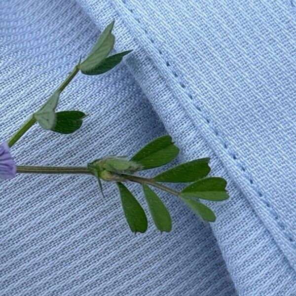 Vicia lathyroides Leaf