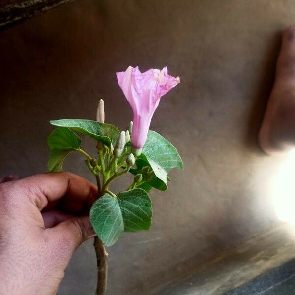 Ipomoea carnea Flower