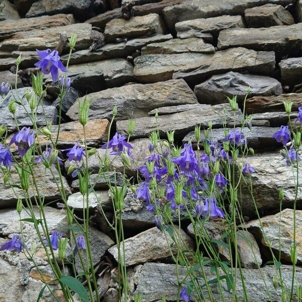 Aquilegia pyrenaica Květ