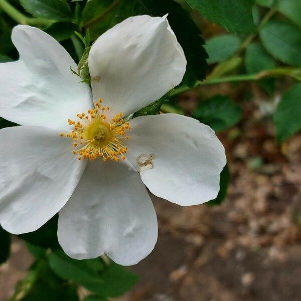 Rosa canina Кветка