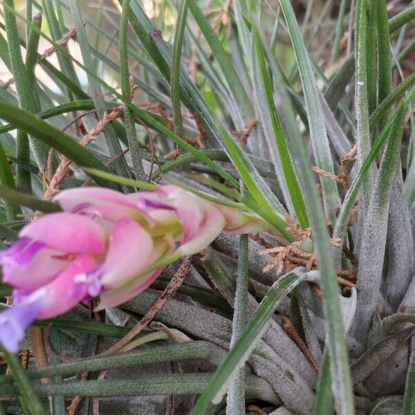 Tillandsia stricta ഇല