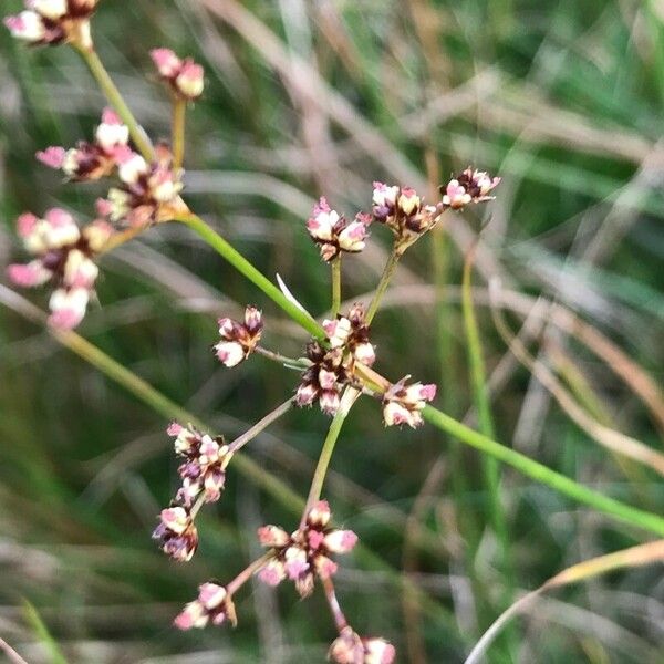 Juncus acutiflorus Flower