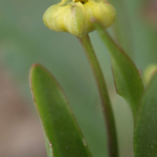 Ranunculus ophioglossifolius Autre