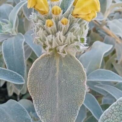 Phlomis fruticosa Flower