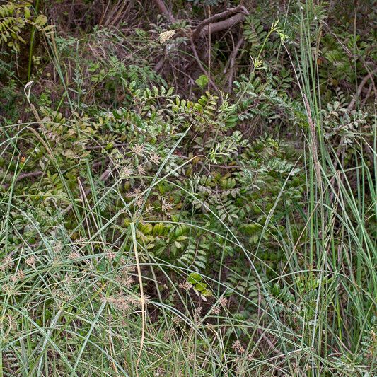 Cyperus longus Habit