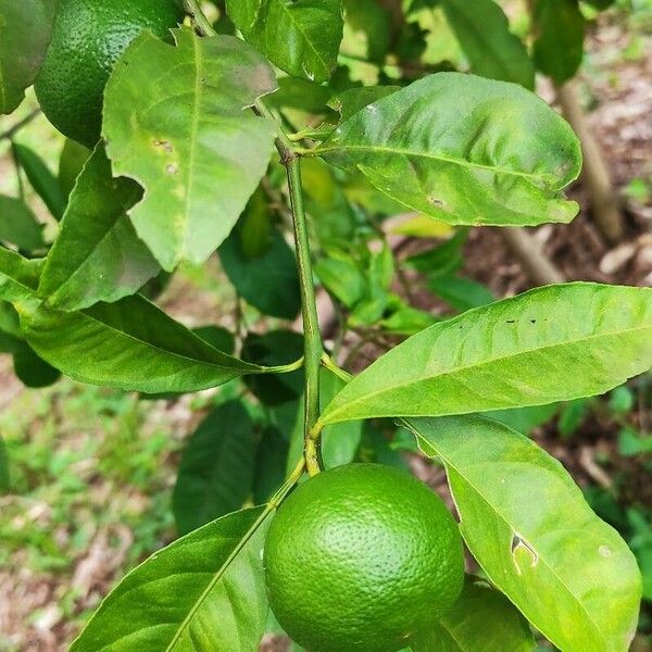 Citrus × aurantiifolia Leht