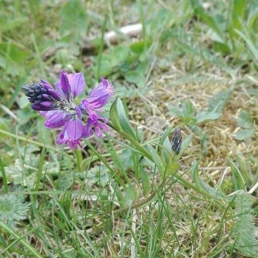 Polygala comosa Žiedas