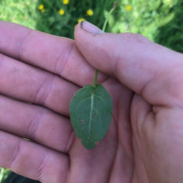 Rumex acetosa 葉