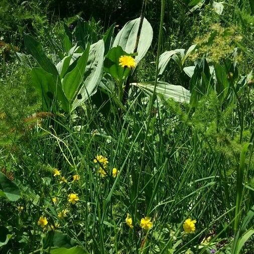 Hypochaeris uniflora ശീലം