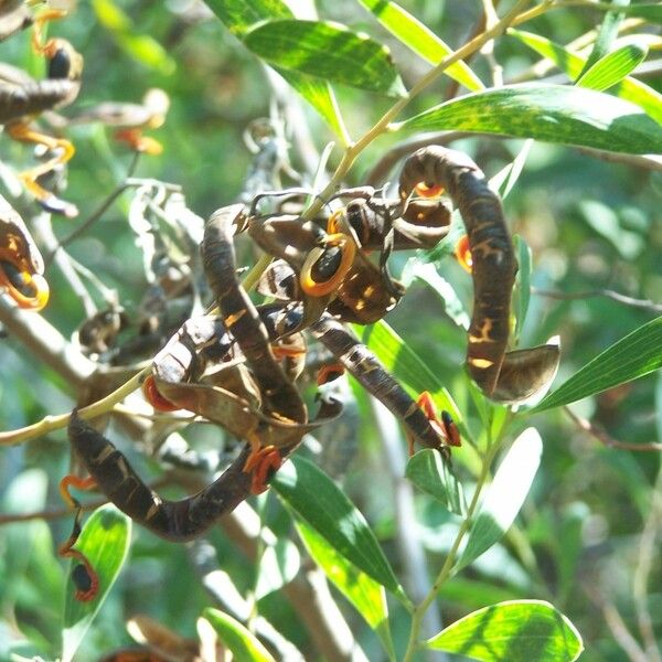 Acacia cyclops Vrucht