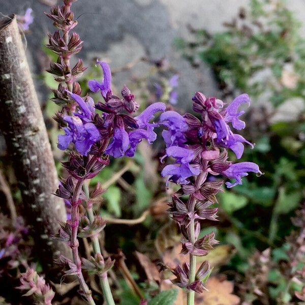 Salvia pratensis Other