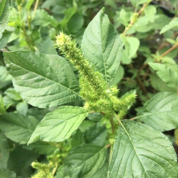 Amaranthus powellii Blomma