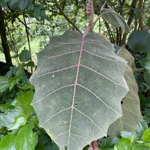 Solanum quitoense Blatt