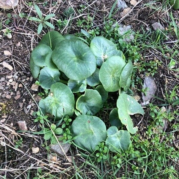 Umbilicus rupestris Leaf