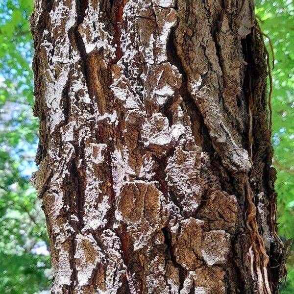 Gymnocladus dioicus Žievė