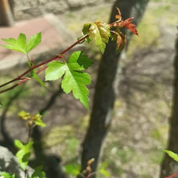 Crataegus phaenopyrum Foglia