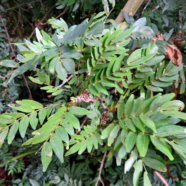 Calliandra haematocephala ᱛᱟᱦᱮᱸ