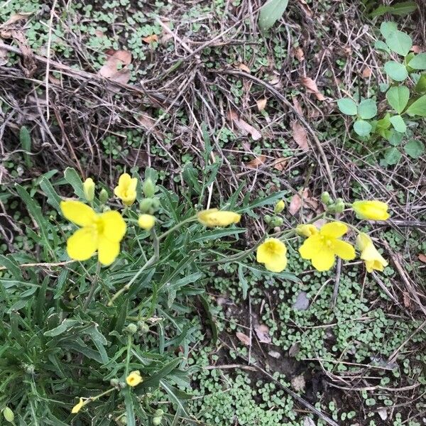 Diplotaxis tenuifolia 花