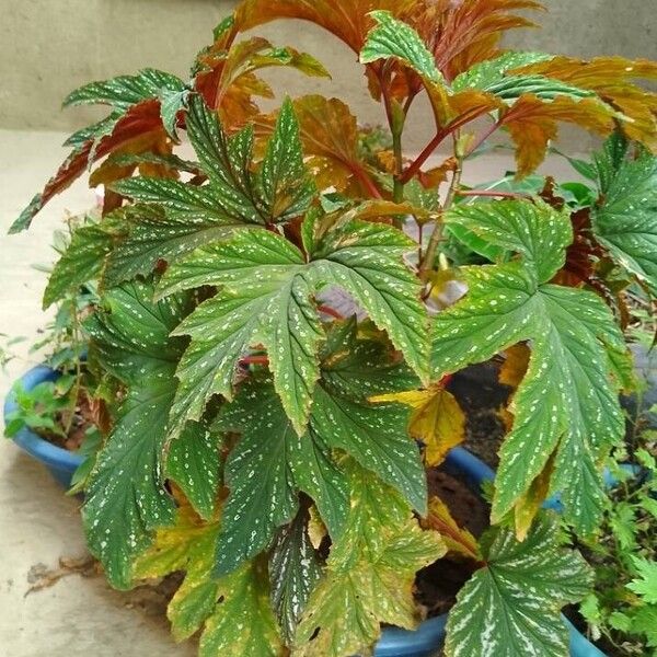 Begonia aconitifolia List