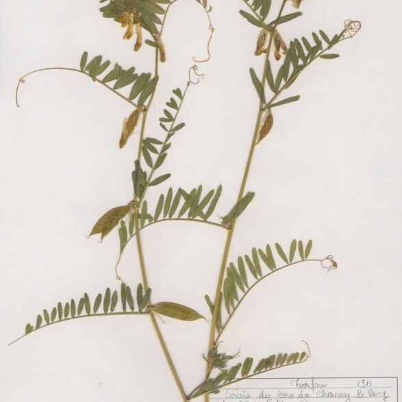 Vicia melanops Habitus