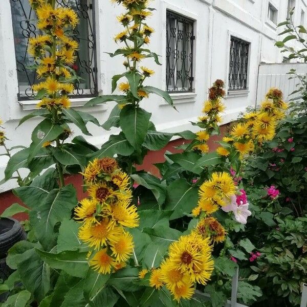 Inula helenium फूल