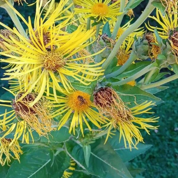 Inula helenium Blüte