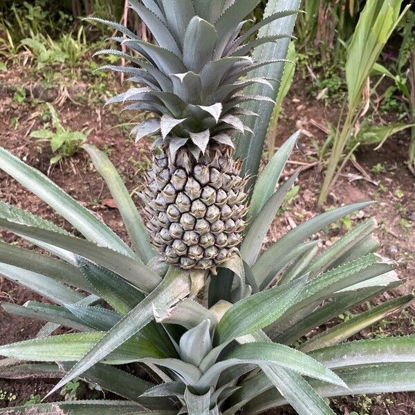 Ananas comosus Gyümölcs