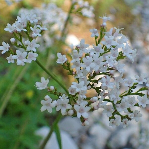 Valeriana tripteris Kvet