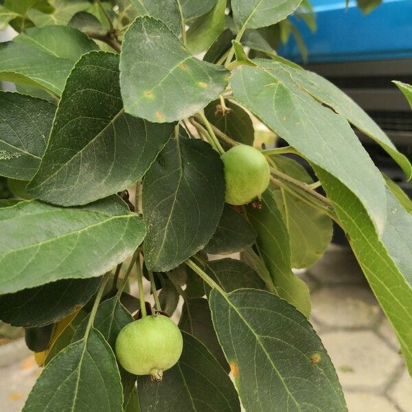 Malus baccata 葉