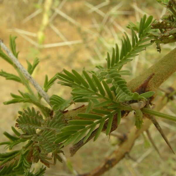 Acacia seyal Leaf
