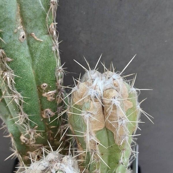 Pilosocereus glaucochrous Muu