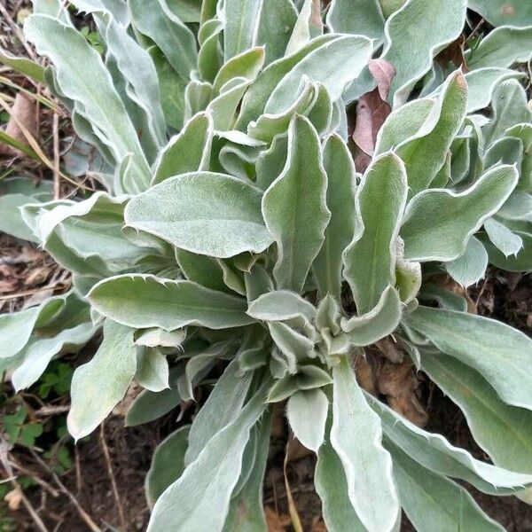 Silene coronaria Blad